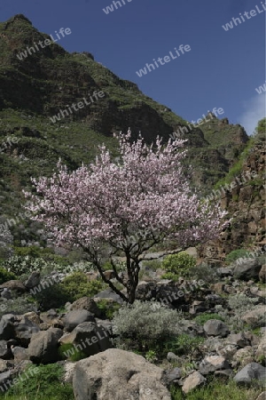 Almont Tree with springflowers in the Barranco de Guayadeque in the Aguimes valley on the Canary Island of Spain in the Atlantic ocean.