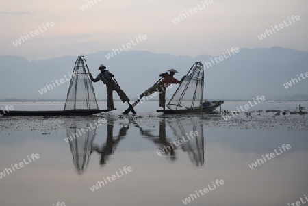 Fishermen at sunrise in the Landscape on the Inle Lake in the Shan State in the east of Myanmar in Southeastasia.