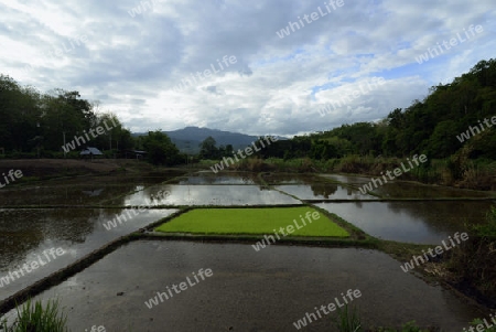 Ein Reisfeld beim Dorf Mae Hong Son im norden von Thailand in Suedostasien.