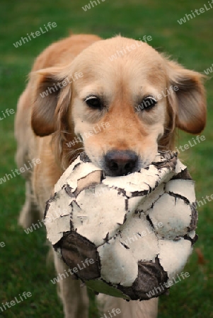 Hund mit Fussball