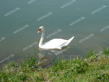 Ein     Schwan