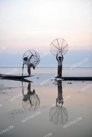 Fishermen at sunrise in the Landscape on the Inle Lake in the Shan State in the east of Myanmar in Southeastasia.