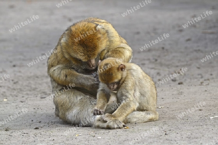 Berberaffe, Magot (Macaca sylvanus), beim gegenseitigen entlausen, Nordafrika