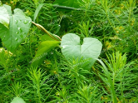 Bl?tter, Gr?nzeug, Wassertropfen P1260675