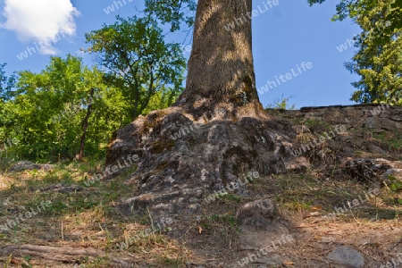 Stark verwurzelter Baum in Vlkolinec - Slowakei