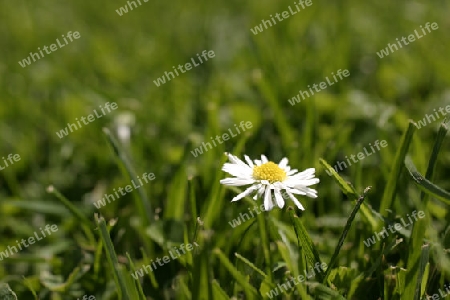 G?nsebl?mchen (Bellis perennis L.)