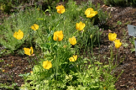 Gelber Mohn