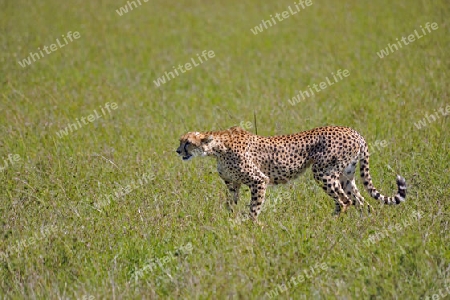 Gepard 