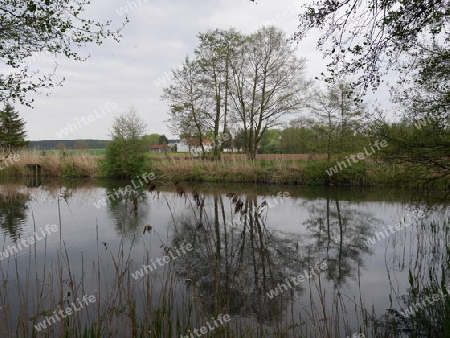 Baumspiegelung im Dorfweiher