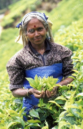 Eine Tee Pflueckerin in den Tee Plantagen von Nuwara Eliya im Zentrum von Sri Lanka in Asien.