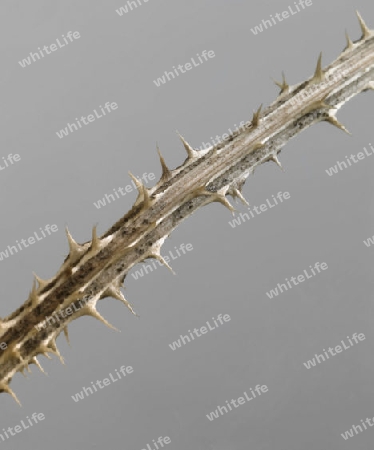 studio photography showing the detail of a thorny twig in grey back