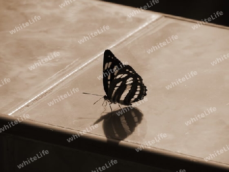 Butterfly oder Schmetterling