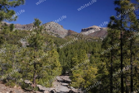 The Paisaje Lunar on the Island of Tenerife on the Islands of Canary Islands of Spain in the Atlantic.  