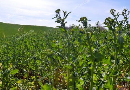 Yellow field of flowering rapeseed against a blue sky with clouds, natural landscape background with copy space, Germany Europe.