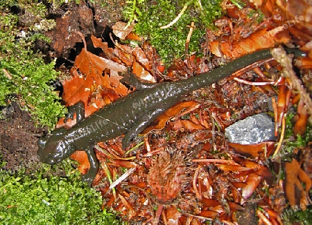 Salamander