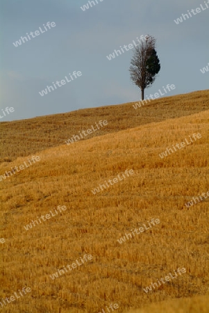 baum am weizenfeld