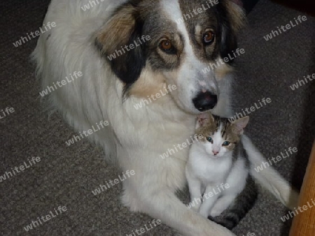 Hund und Katze