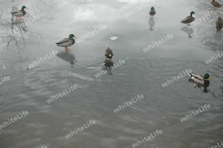 Enten am Teich