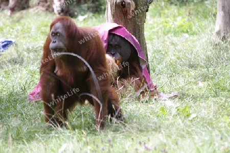 Orang Utan - Pongo pygmaeus