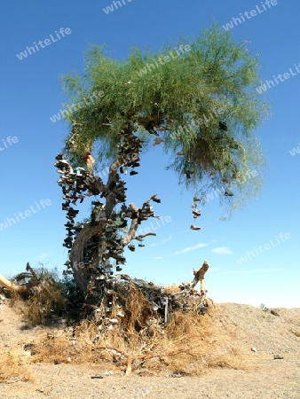 Schuhbaum bei Amboy