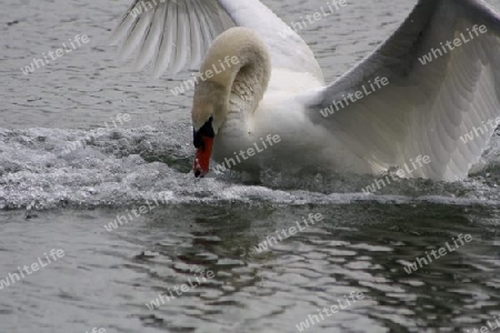 Anlauf zum Flug