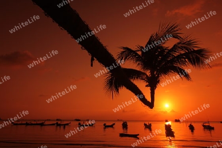 Der Strand  von Hat Sai Ri auf der Insel Ko Tao im Golf von Thailand im Suedwesten von Thailand in Suedostasien. 