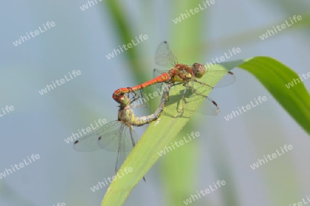 Gro?e Heidelibelle (Sympetrum vulgatum)