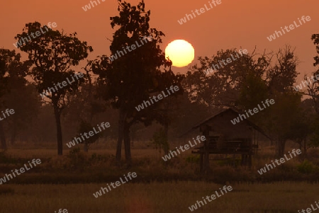 Die Landwirtschaft mit Reisfeldern im Winter bei Amnat Charoen im Isan im osten von Thailand,