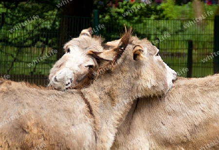 Komm kuscheln