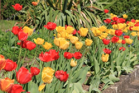 Tulpen