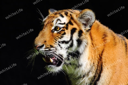 Tiger mit leuchtenden Augen