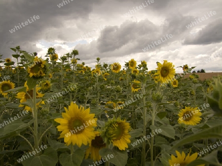 Sonnenblume - angebaut auf einem Feld