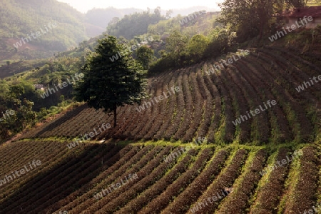 Die Landschaft mit Tee Plantagen beim Bergdorf Mae Salong in der Huegellandschaft noerdlich von Chiang Rai in der Provinz Chiang Rai im Norden von Thailand in Suedostasien.