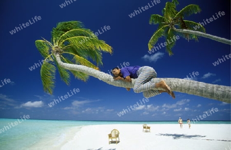 
Der Traumstrand mit Palmen und weissem Sand an der Insel Velavaru im Southmale Atoll auf den Inseln der Malediven im Indischen Ozean.   