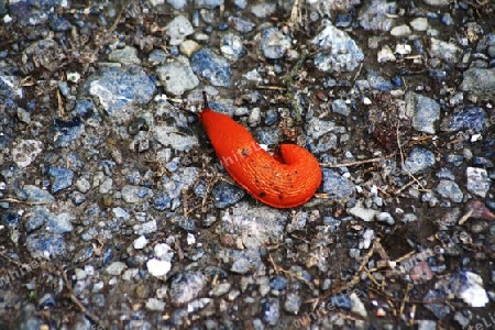 Schnecke, rote