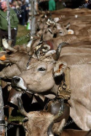 the traditional cow Market in the Farmer Village of Armeno near the Fishingvillage of Orta on the Lake Orta in the Lombardia  in north Italy. 