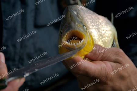 Piranha