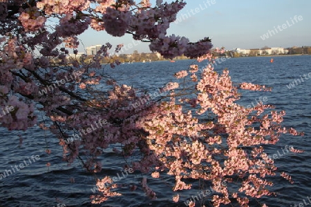 Kirschbl?te an einem Fr?hlingstag an der Alster in Hamburg