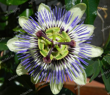 Blaue Passionsblume (Passiflora caerulea) 