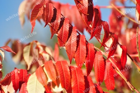 Herbstfarben