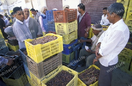 Eine Dattel Plantage in der Oase von Douz im Sueden von Tunesien in Nordafrika