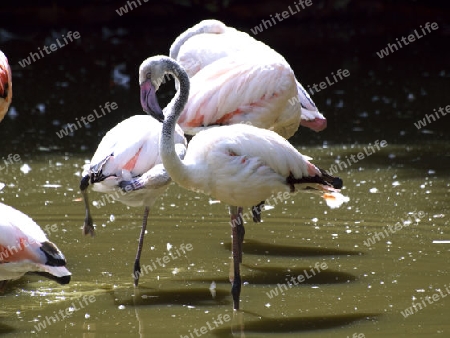 schoener Flamingo