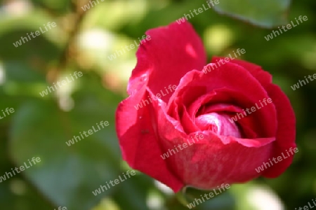 Nur eine Rose