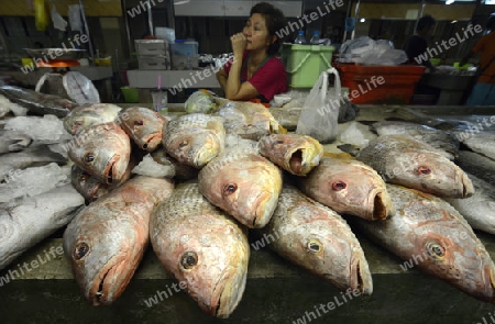 Frischer Fisch auf dem Day Markt in der Hauptstadt Phuket Town auf der Insel Phuket im sueden von Thailand in Suedostasien.