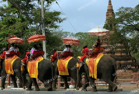 Ein Elephanten Taxi vor einem der vielen Tempel in der Tempelstadt Ayutthaya noerdlich von Bangkok in Thailand. 