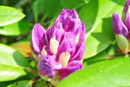 Rhododendron Knospe