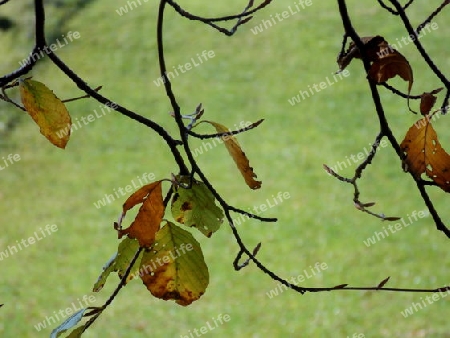 Blatt vor Wiese