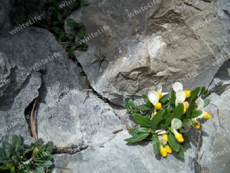 Buchs-Kreuzblume (Polygala chamaebuxus)