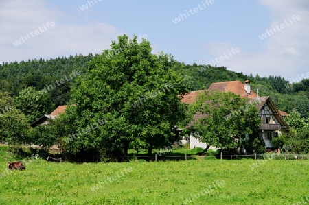 Bauernhof im Gr?nen