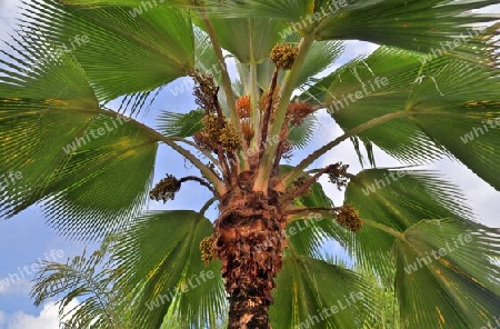 Beautiful palm trees at the beach on the tropical paradise islands Seychelles